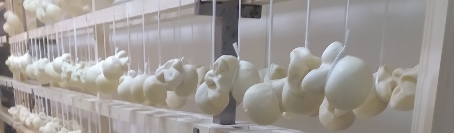 Scamorza, scamorzone, scamorzine, ciambella, silani, galbanini, schiacciate, treccia dura